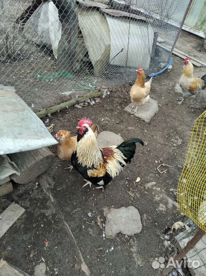 Инкубационное яйцо, петухи Маран, мех. Кукушка