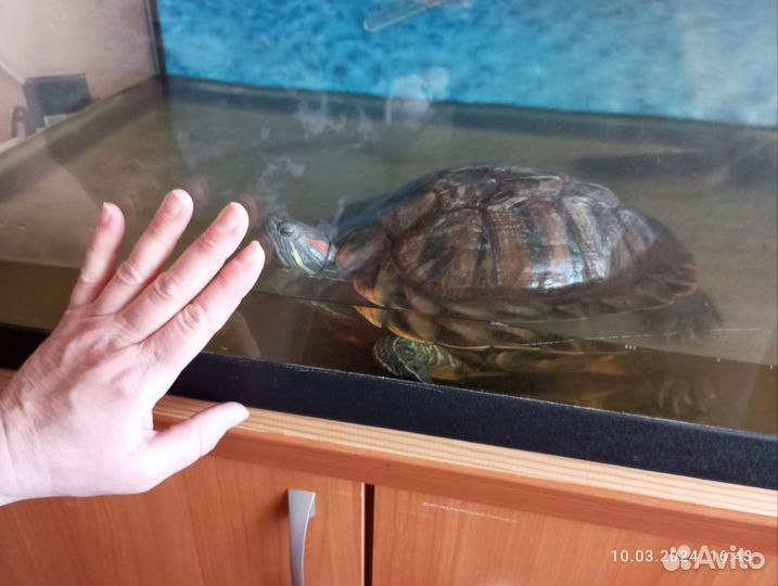 Красноухая черепаха