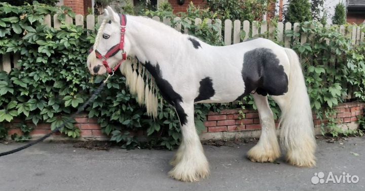 Жеребец тинкер