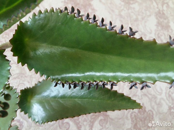 Каланхоэ лечебный