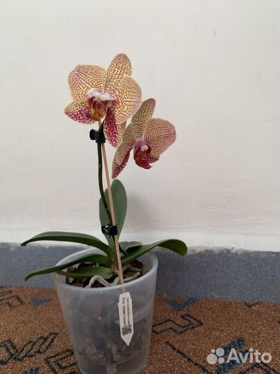Орхидея фаленопсис