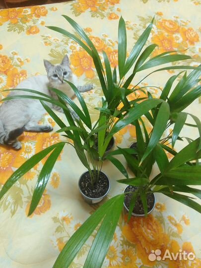 Комнатные цветы