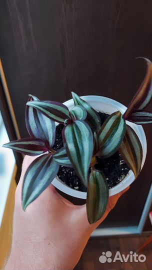 Традесканция зебрина полосатая