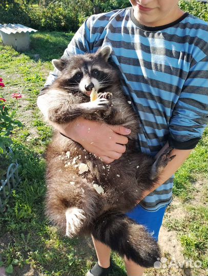 Енот полоскун