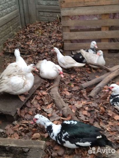 Мускусные утки