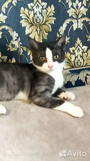 Котенок в добрые руки