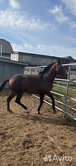 Жеребец Чистокровный Английский Верховой