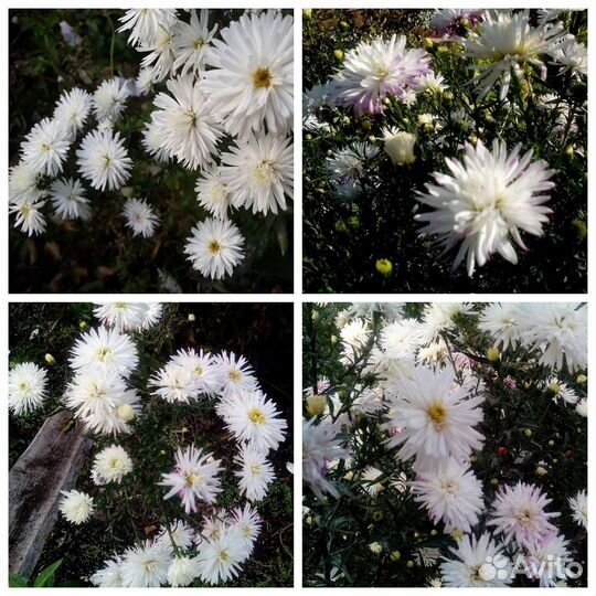 Астра кустарниковая Октябринка, многолетник