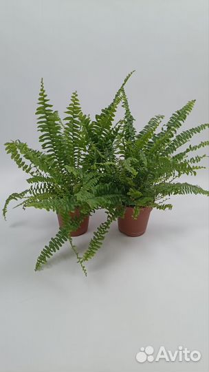 Папоротник