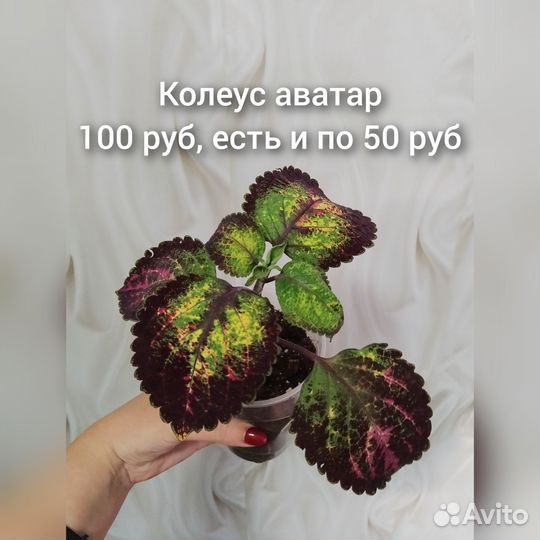 Филодендрон