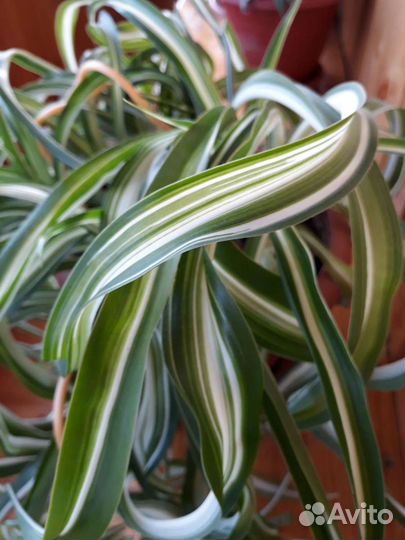 Хлорофитум кудрявый Бонни