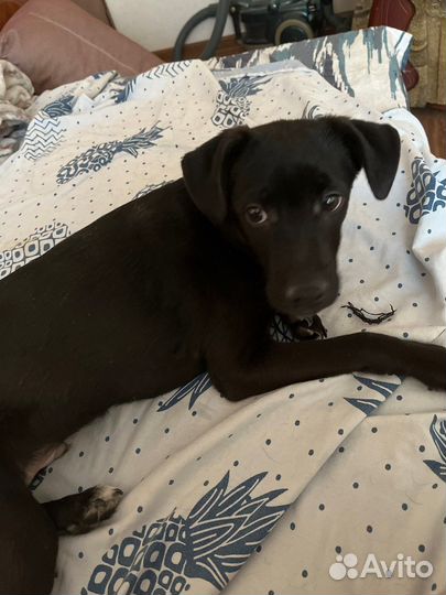 Метис лабрадора