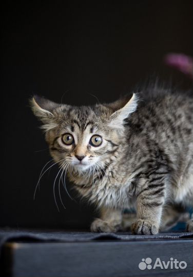 Котенок в добрые руки