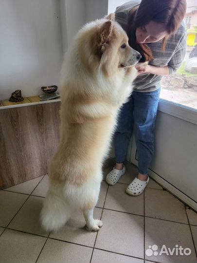 Груминг собак и кошек