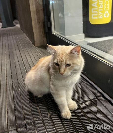 Пушистый котик ждёт хозяина