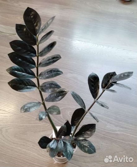 Комнатные растения