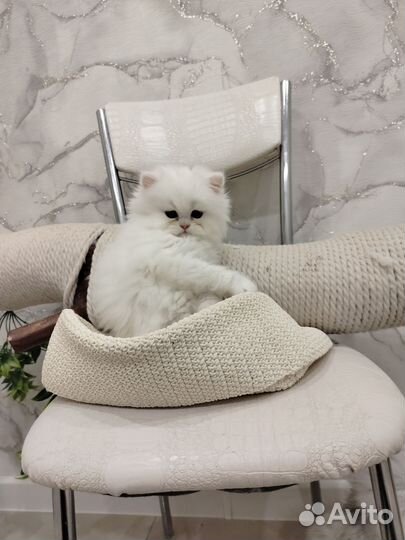 Персидские котята