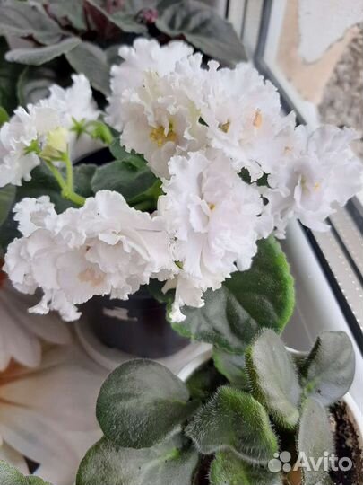 Сортовые фиалки