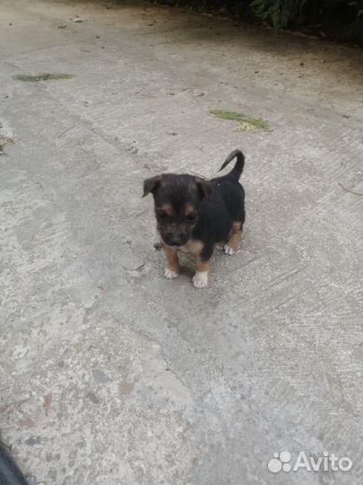 Щенки в добрые руки, от маленькой собаки