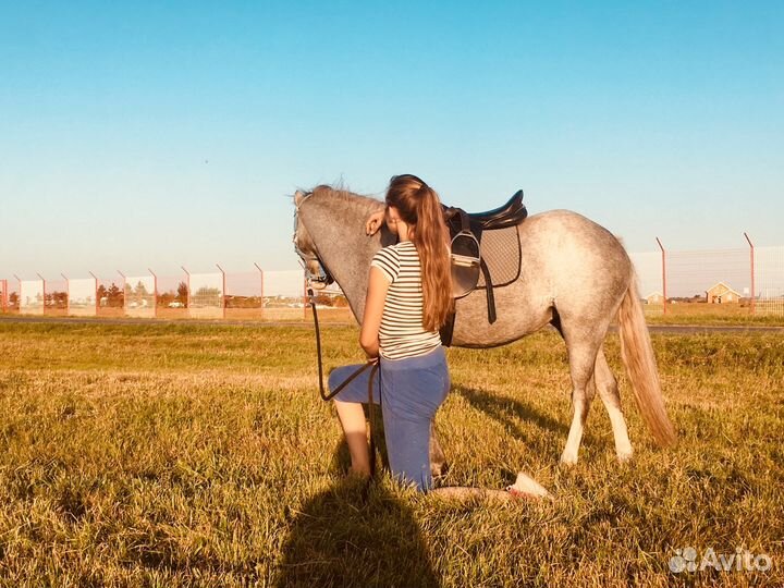 Обучение верховой езде