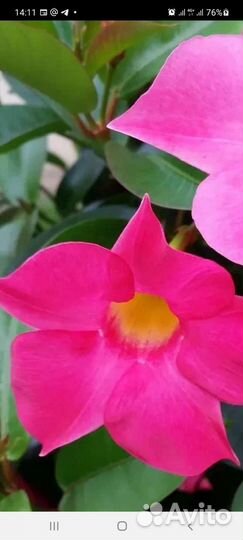 Мандевиллы и диплодении