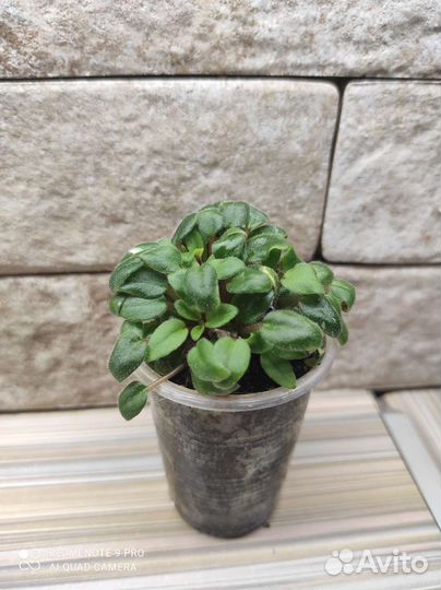 Фиалка Rob s Wagga Wagga