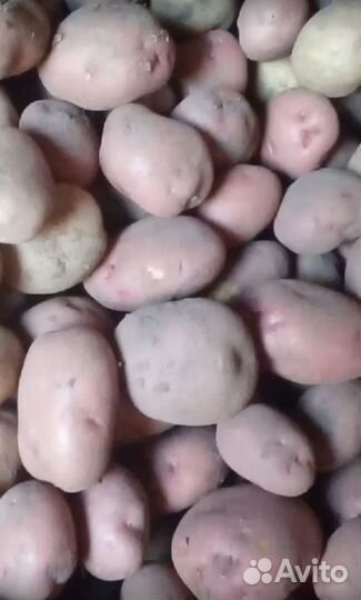 Картофель домашний