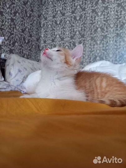 Котенок в добрые руки