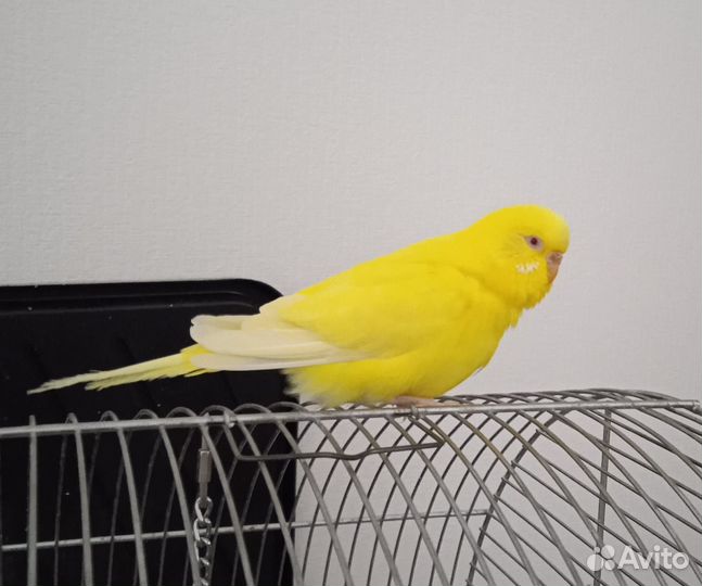 Волнистый попугай с клеткой и принадлежностями
