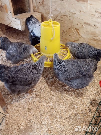 Виандот сильвер партридж