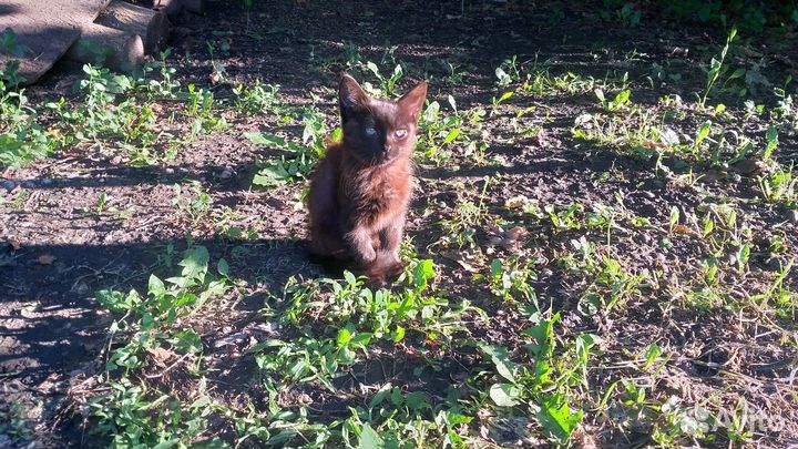 Маленькая девочка ищет дом