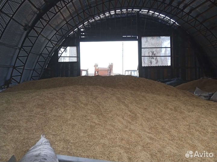 Пшеница ячмень овес