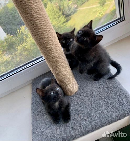 Черные котятки, мальчики и девочки, ищут семьи