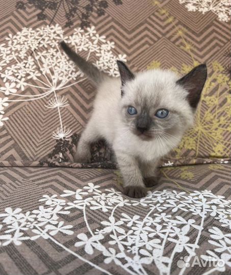 Открыта бронь на котят