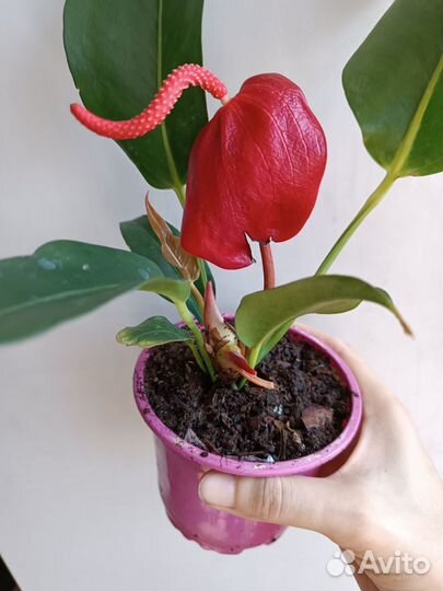 Антуриум Шерцера Красный, цветет