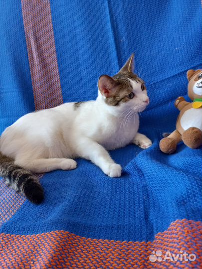 Кастрированный котик