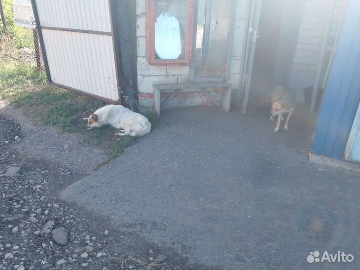 Отдадим кутят бодрых