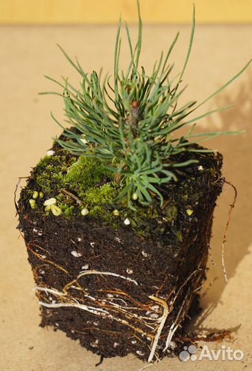 Сосна горная пумилио