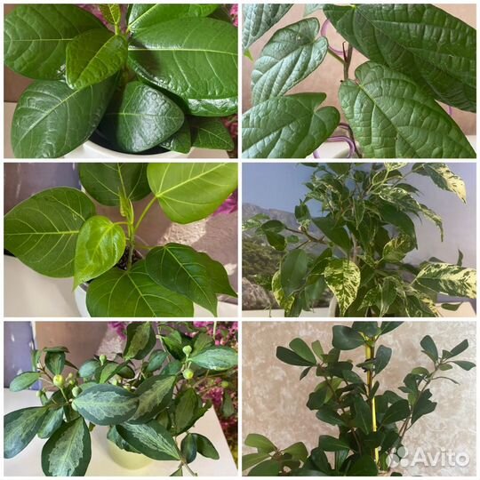 Фикусы сортовые