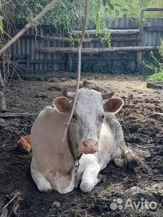 Продам корову стельную и тёлочку