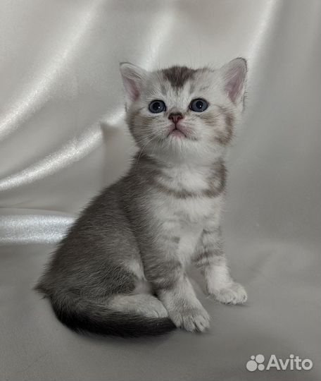 Британский котенок
