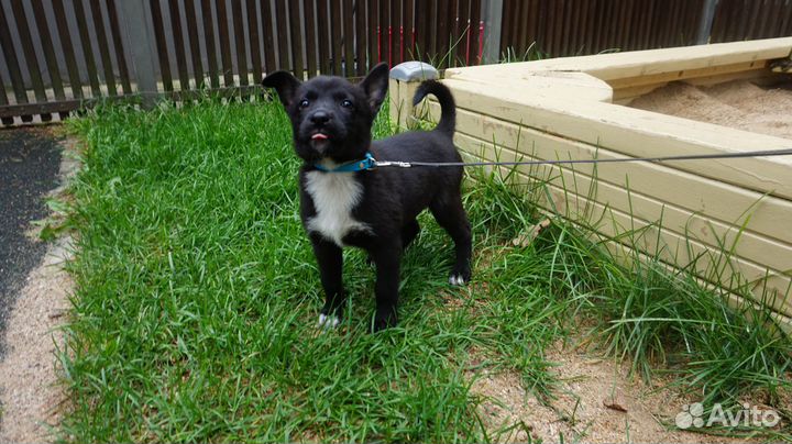 Милая малышка метис будет маленькой ждет Вас