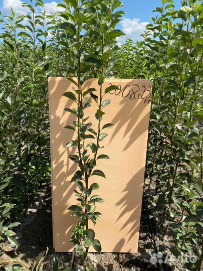 Саженцы груши Киффер