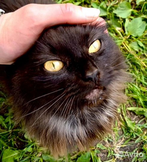 Кошечка Агата