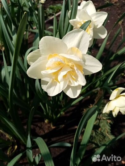 Луковицы нарциссов