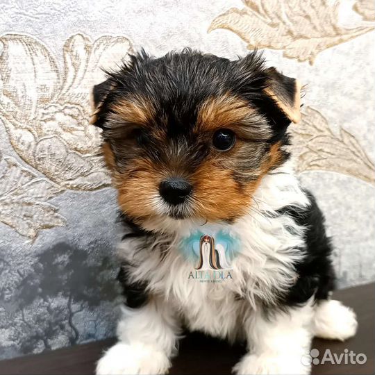 Бивер терьер девочка и мальчик