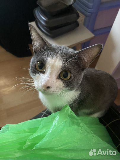 Кот мальчик