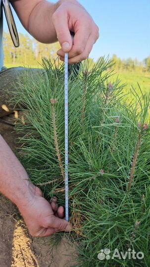 Сеянцы сосны обыкновенной окс
