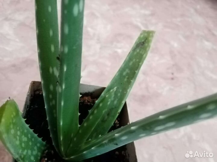 Алоэ Вера растение