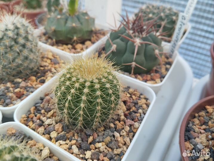 Кактусы коллекция